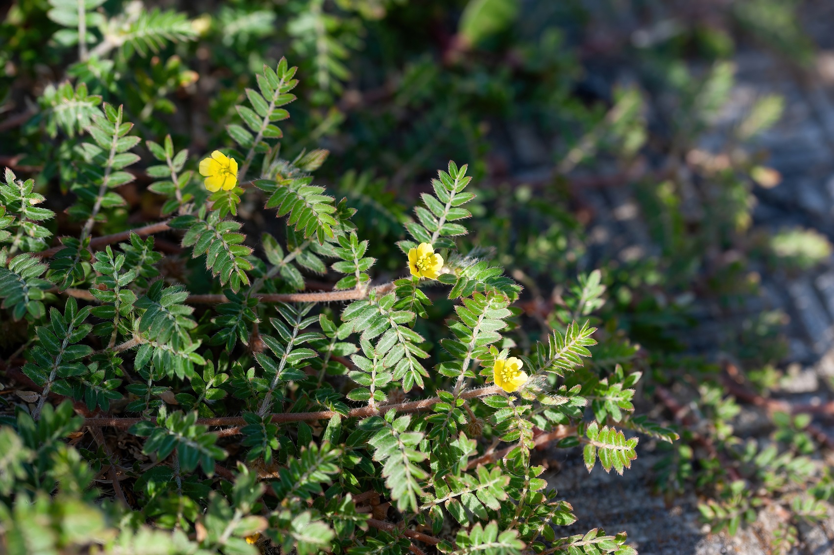 Therapeutic relevance of Gokshura (Tribulus terrestris) in urinary disorders: an Ayurvedic urological perspective